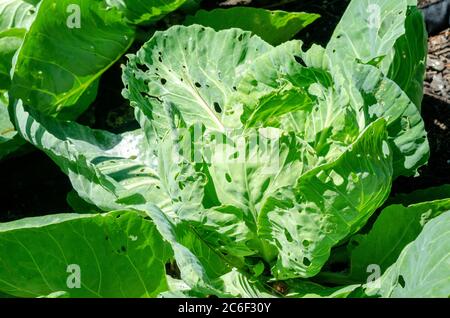 Plante de chou, Brassica oleracea, poussant dans le jardin en utilisant seulement biologique aucune méthode de pesticide montrant des dommages par les vers de l'échappatoire de chou et d'autres insectes Banque D'Images