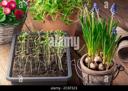 Cultiver des plants de tomates au début du printemps Banque D'Images