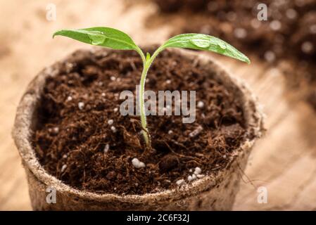 Semis de tomate avec gouttes d'eau dans le pot de plante - macro shot Banque D'Images