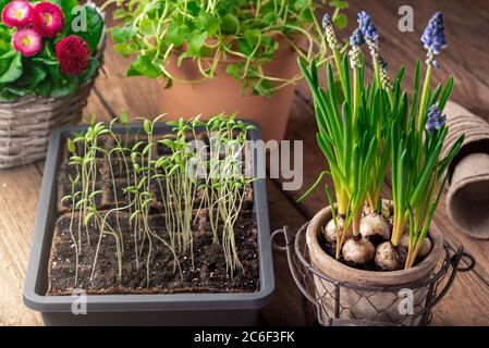 Cultiver des plants de tomates au début du printemps Banque D'Images