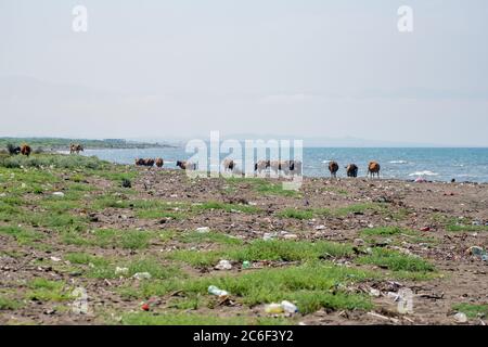 Vaches sur la mer Noire, sable pollué sur la côte Banque D'Images