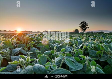 Champ de plants de soja, éclairé par la lumière du soleil tôt le matin Banque D'Images