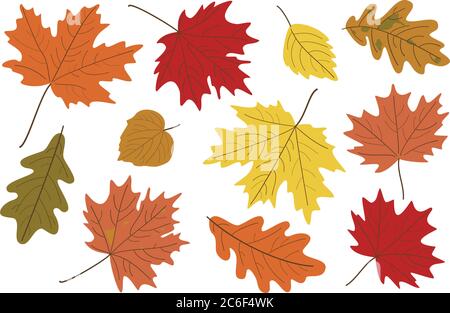 Illustration vectorielle, ensemble de feuilles d'automne réalistes et lumineuses. L'automne laisse le fond. Feuilles d'érable, de tilleul, de chêne et de peuplier. Illustration de Vecteur