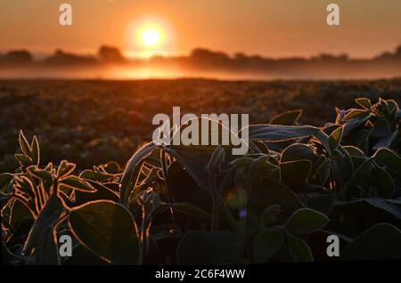 Gros plan des plants de soja, rétro-éclairé par la lumière chaude du soleil tôt le matin Banque D'Images