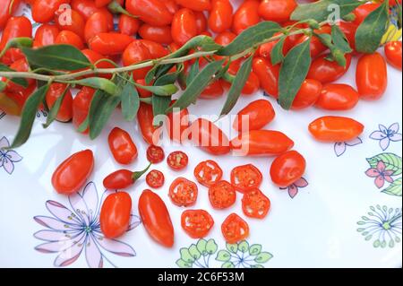 Goji-Beere, Lycium barbarum Sweet Lifeberry, Goji, Lycium barbarum Sweet Life Berry Banque D'Images