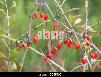 Goji-Beere, Lycium barbarum SWEET LIFEBERRY ®, baie de Goji, Lycium barbarbarum BERRY SWEET LIFE ® Banque D'Images