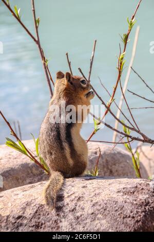 Écureuil gris de l'est (Sciurus carolinensis) sur une roche à Lake Louise, Canada Banque D'Images