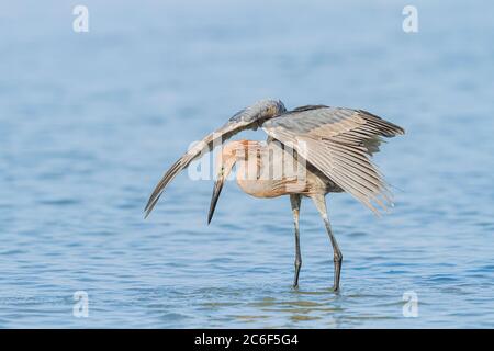 Pêche à l'aigretta rufescens, lagune Little Estreo, plage de fort Myers, Floride, États-Unis Banque D'Images