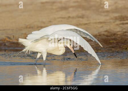 Un Egret (Egretta rufescens) petit lagon estero, fort Myers, Floride, États-Unis Banque D'Images