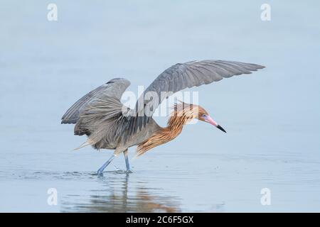 Pêche à l'aigretta rufescens, lagune Little Estreo, plage de fort Myers, Floride, États-Unis Banque D'Images