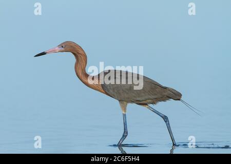 Pêche à l'aigretta rufescens, lagune Little Estreo, plage de fort Myers, Floride, États-Unis Banque D'Images