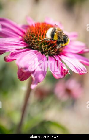 Une échinacée rose, conefelette, avec une abeille Bumblebee de bombus lucorum à queue blanche. L'abeille a son dos à la caméra et les rayures et la queue blanche c Banque D'Images