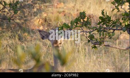 Impala mangeant dans un Bush dans le parc national de Pilanesberg et réserve de gibier d'Afrique du Sud Banque D'Images