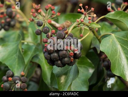 Ivy, Hedera Helix, avec baies. En février. Worcestershire, Royaume-Uni. Banque D'Images