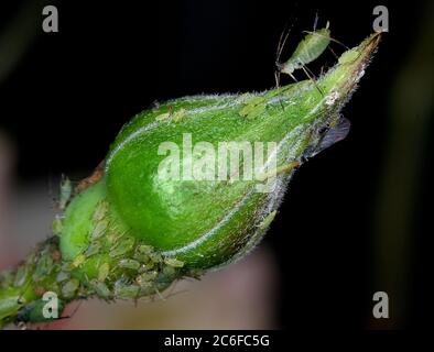 Les pucerons sont de petits insectes suceurs de sève et des membres de la superfamille Aphidoïdea. Les noms les plus courants sont les volent vert et noir. Banque D'Images