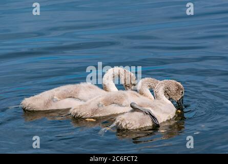 Cygnes muets de cygnes de 8 semaines, Cygnus olor, nageant avec un pied de lit en toile de soleil d'été pour se rafraîchir, Lothian est, Écosse, Royaume-Uni Banque D'Images