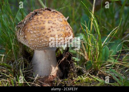 Les champignons comestibles Amanita rubescens dans la prairie sous les bouleaux et les tremble. Connu sous le nom de champignon de fard à joues. Les musoms sauvages qui poussent dans l'herbe. Banque D'Images
