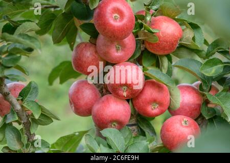 Saeulen-Apfel, Malus domestica CAMPANILO® PRIMO, pomme pilier, Malus domestica CAMPANILO® PRIMO Banque D'Images