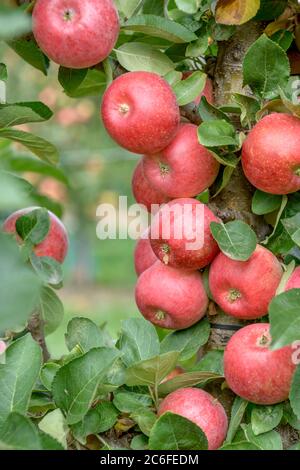 Saeulen-Apfel, Malus domestica CAMPANILO® PRIMO, pomme pilier, Malus domestica CAMPANILO® PRIMO Banque D'Images