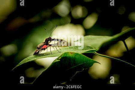 vue arrière gros plan d'un papillon en forme de cattleheart (parides iphidamas) reposant sur une feuille verte Banque D'Images