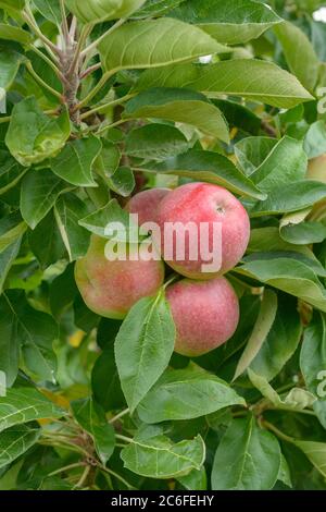 Saeulen-Apfel, Malus domestica CAMPANILO® SECUNDO, pomme pilier, Malus domestica CAMPANILO® SECUNDO Banque D'Images