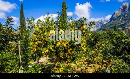 un citronnier méditerranéen plein de citrons savoureux mûrs dehors dans la vallée idyllique de montagne soller au soleil Banque D'Images