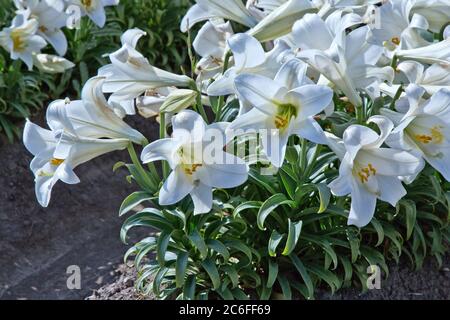 Ferme de lilas de Pâques 'Lillium longiflorum', Californie. Banque D'Images