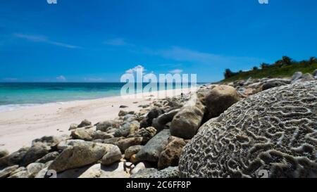 Gros plan d'un corail cérébral pétrifié mort (Diploria clivosa) devant une plage de sable blanc sur la mer des caraïbes Banque D'Images
