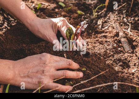 Gros plan de la main d'une femme patchant une jeune plante de betterave sur un lit de jardin. Entretien des plantes de ferme Banque D'Images