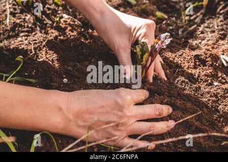 Gros plan de la main d'une femme patchant une jeune plante de betterave sur un lit de jardin. Entretien des plantes de ferme Banque D'Images