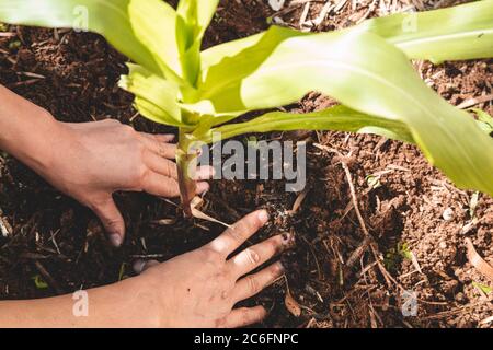 Gros plan de la main d'une femme patchant une jeune plante de maïs sur un lit de jardin. Entretien des plantes de ferme Banque D'Images