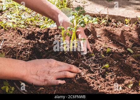 Gros plan de la main d'une femme patchant une jeune plante de pomme de terre sur un lit de jardin. Entretien des plantes de ferme Banque D'Images