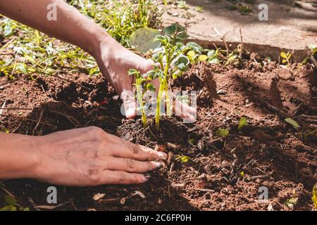 Gros plan de la main d'une femme patchant une jeune plante de pomme de terre sur un lit de jardin. Entretien des plantes de ferme Banque D'Images