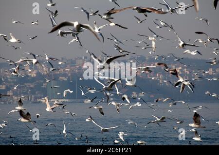 Mouettes volant au-dessus de la mer. Vue sur la ville d'Istanbul. Bosphore. Turquie Banque D'Images