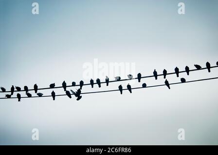 Pigeons sur un fil, Varanasi, Inde Banque D'Images