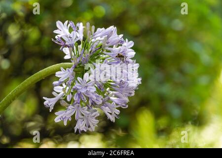 Lily africaine (Agapanthus praecox, Agapanthus umbellatus) dans un jardin. Banque D'Images