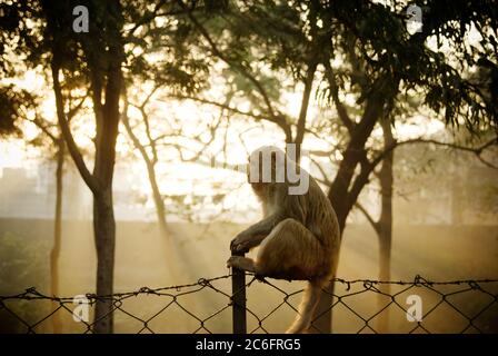 Singe macaque rhésus assis sur une clôture au lever du soleil, Agra, Inde Banque D'Images