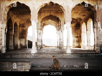 Le singe macaque rhésus au Monkey Galta Ji, le Temple du singe près de la ville rose, Jaipur, Rajasthan, Inde Banque D'Images