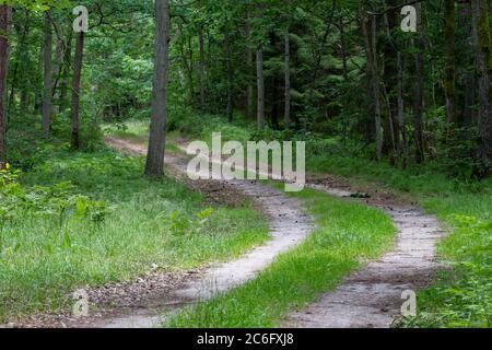 Route de terre menant à travers la forêt. Forêt de conifères en Europe centrale. Saison d'été. Banque D'Images