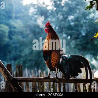 Coq croquant à la ferme le matin Banque D'Images