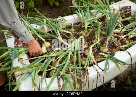 Gros plan d'un jardinier masculin récoltant des oignons dans un bain rempli de terre Banque D'Images