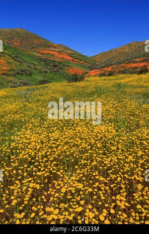 Coquelicots & Goldfields, Chino Hills State Park, Californie, USA Banque D'Images