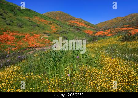 Coquelicots & Goldfields, Chino Hills State Park, Californie, USA Banque D'Images