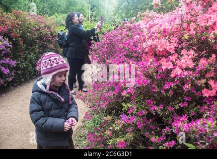 Un jeune enfant entouré de Rhododendrons Pink dans la plantation Isabella à Richmond Park, Londres, Royaume-Uni Banque D'Images