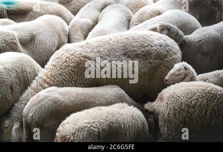 Troupeau de moutons dans une ferme mettant les têtes ensemble et un agneau regardant dehors, Autriche Banque D'Images