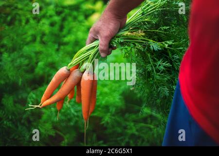 Carotte entre les mains d'un agriculteur. Récolte, horticulture. Banque D'Images