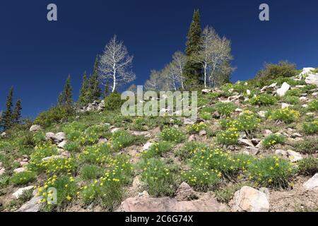 Fleurs printanières sur une colline, Utah Banque D'Images