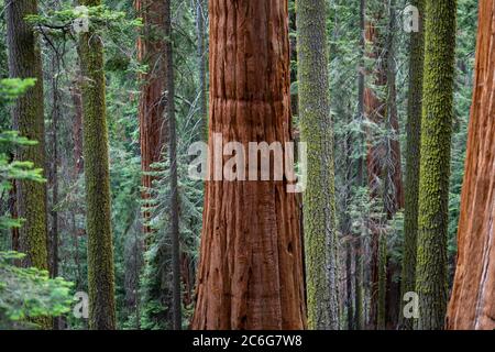 Paysages naturels dans la forêt nationale de Sequoia. Banque D'Images