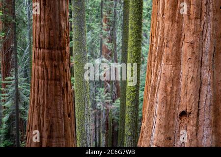 Paysages naturels dans la forêt nationale de Sequoia. Banque D'Images