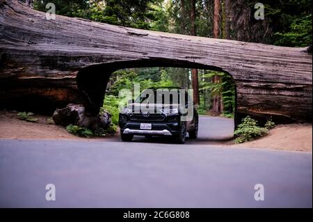 2019 RAV4 aventure traversant sous le tunnel Log dans le parc national Sequoia. Banque D'Images